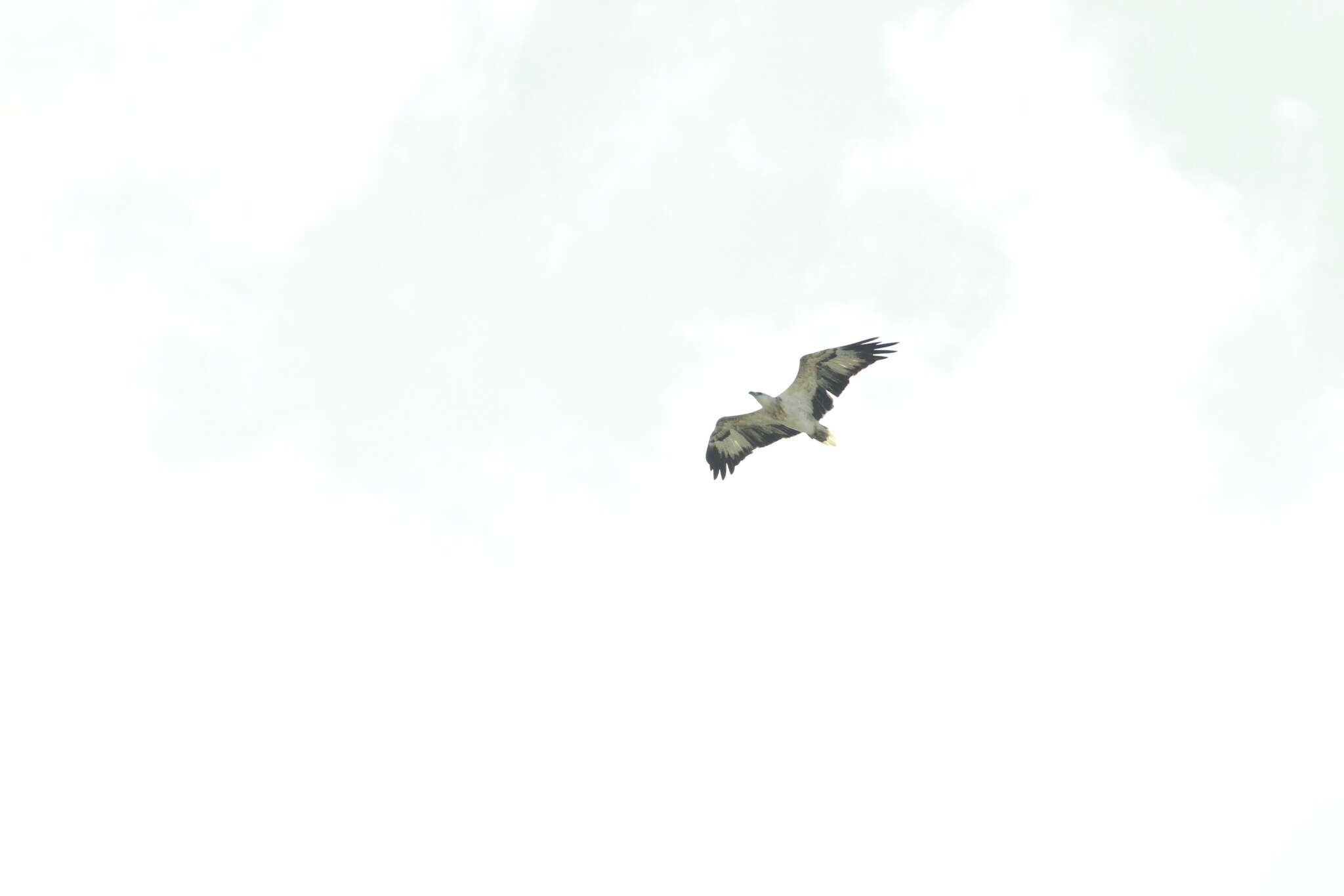 Image of White-bellied Sea Eagle