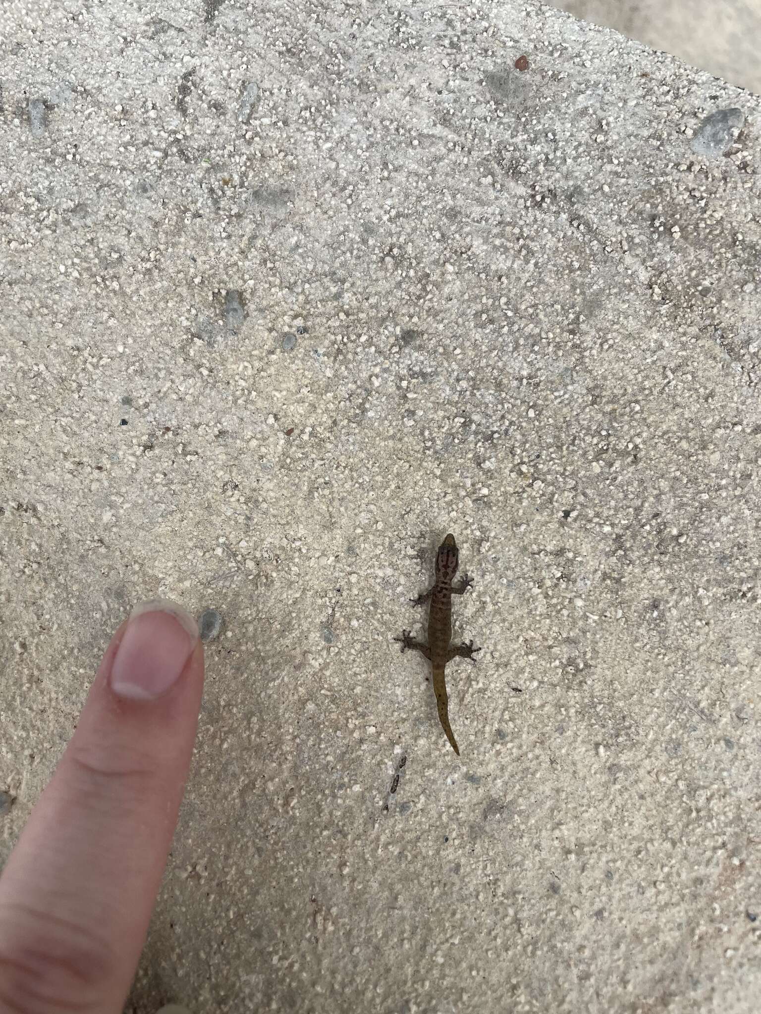 Image of Caicos Least Gecko