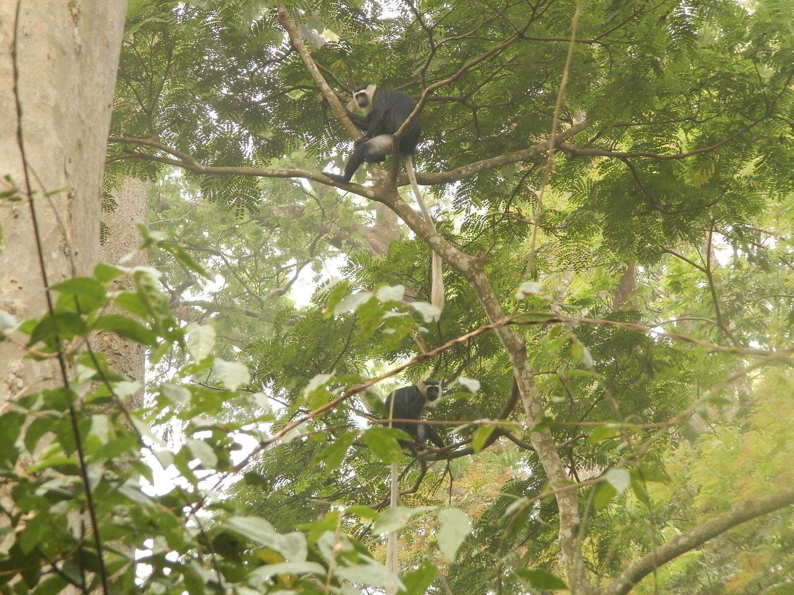 Image of Geoffroy's Black-and-White Colobus