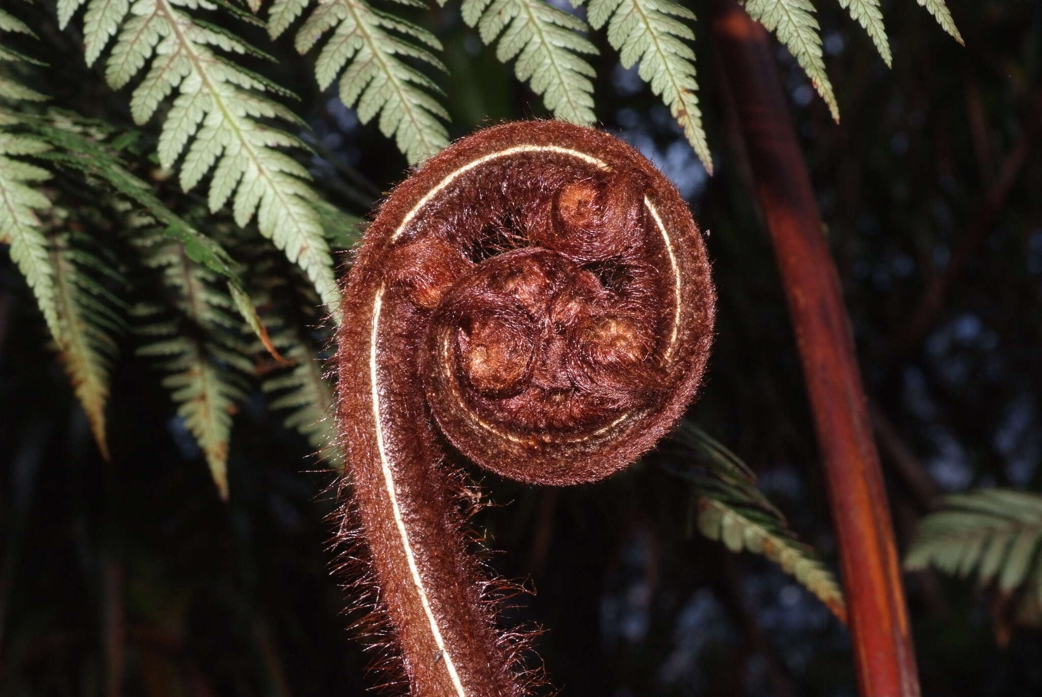 Image of Dicksonia baudouinii Fourn.