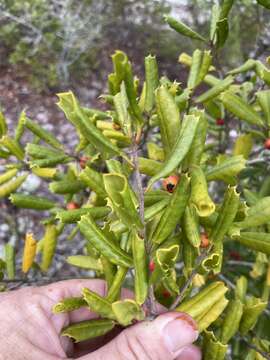 Plancia ëd Ilex opaca var. arenicola (Ashe) Ashe