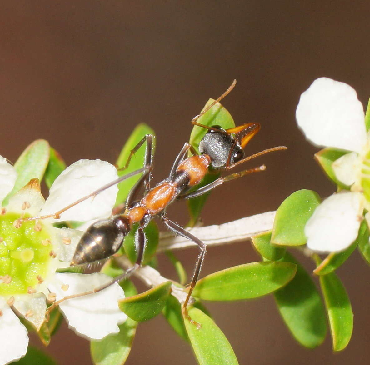 صورة Myrmecia nigrocincta Smith 1858