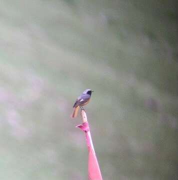 Image of Hodgson's Redstart