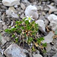 Plancia ëd Moehringia ciliata (Scop.) Dalla Torre