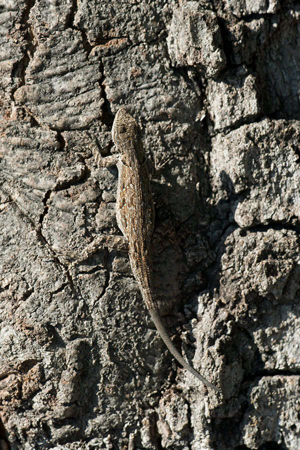 Image of Urosaurus ornatus schottii (Baird 1858)