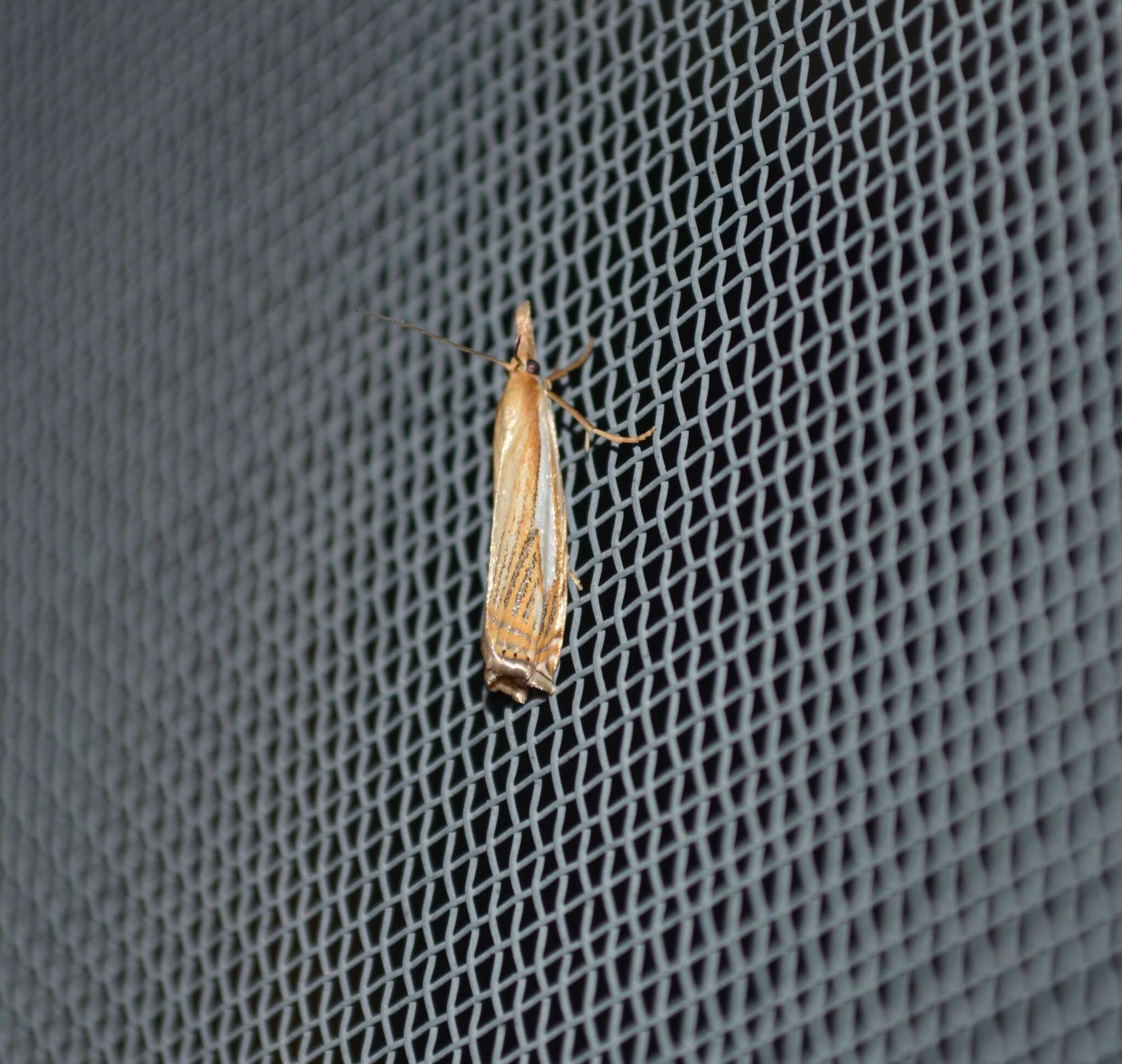 Image of Pasture Grass-veneer