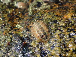 Image of bristly mail chiton