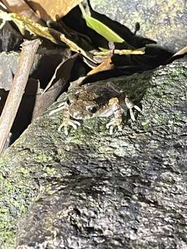 Image of Leptobrachella laui (Sung, Yang & Wang 2014)