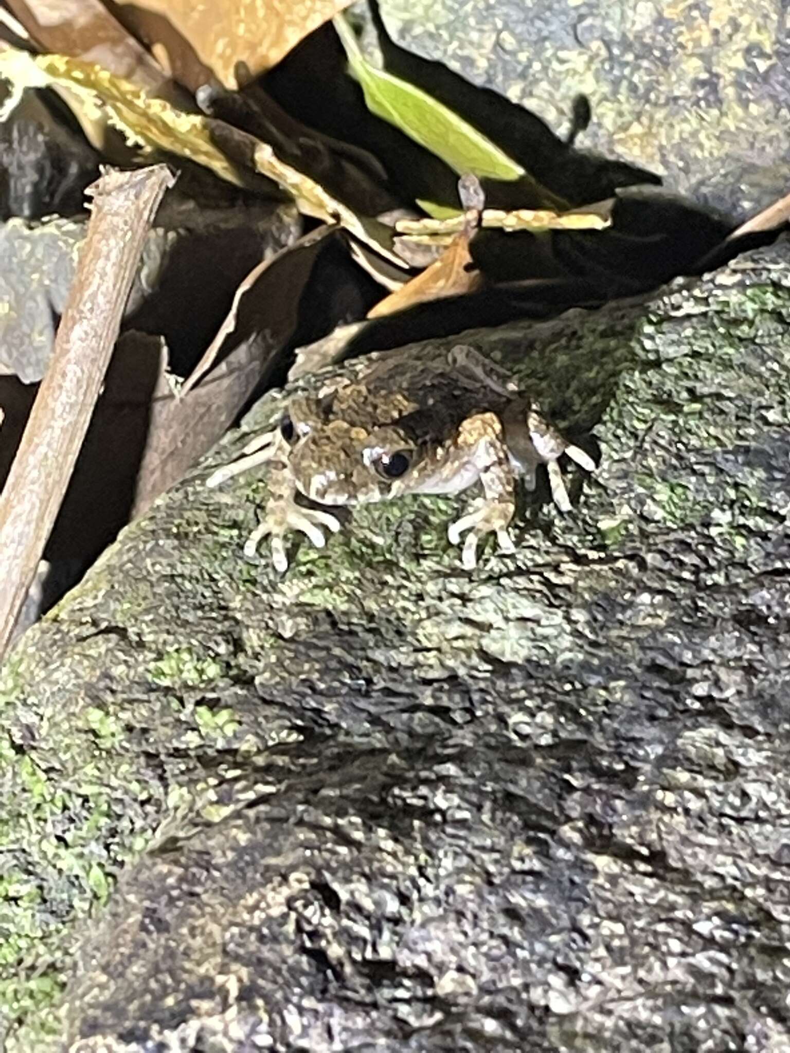 Image of Leptobrachella laui (Sung, Yang & Wang 2014)