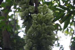 Слика од Mucuna birdwoodiana Tutcher