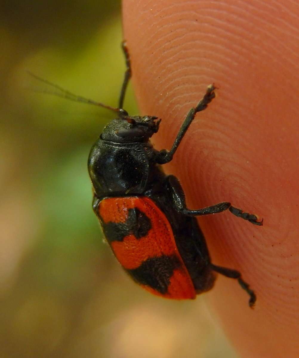 Image of <i>Cryptocephalus loreyi</i>