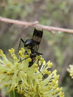 Imagem de Dipogon calipterus nubifer (Cresson 1869)