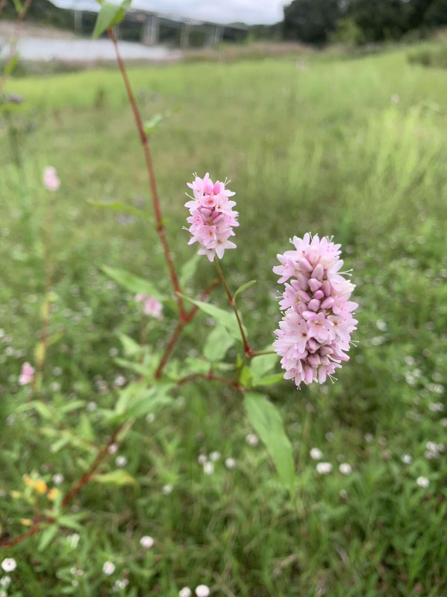 Image of Pink Knotweed