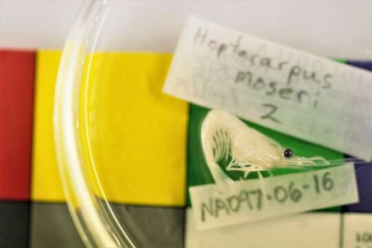 Image of Alaska coastal shrimp