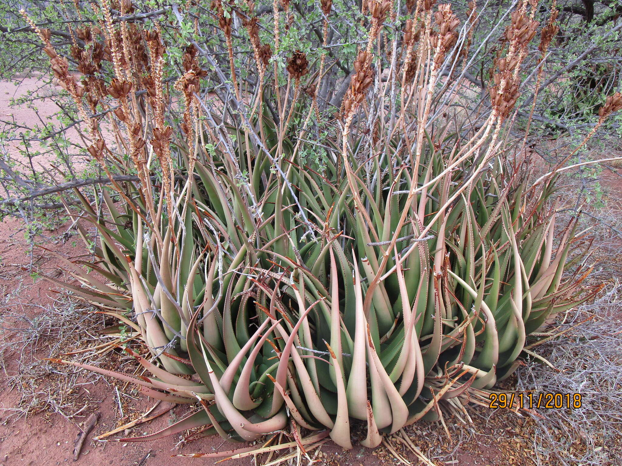 Image of Malapati aloe