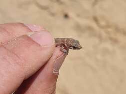 Image of Calvinia Thick-toed Gecko