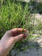 Image of Short-Beak Beak Sedge