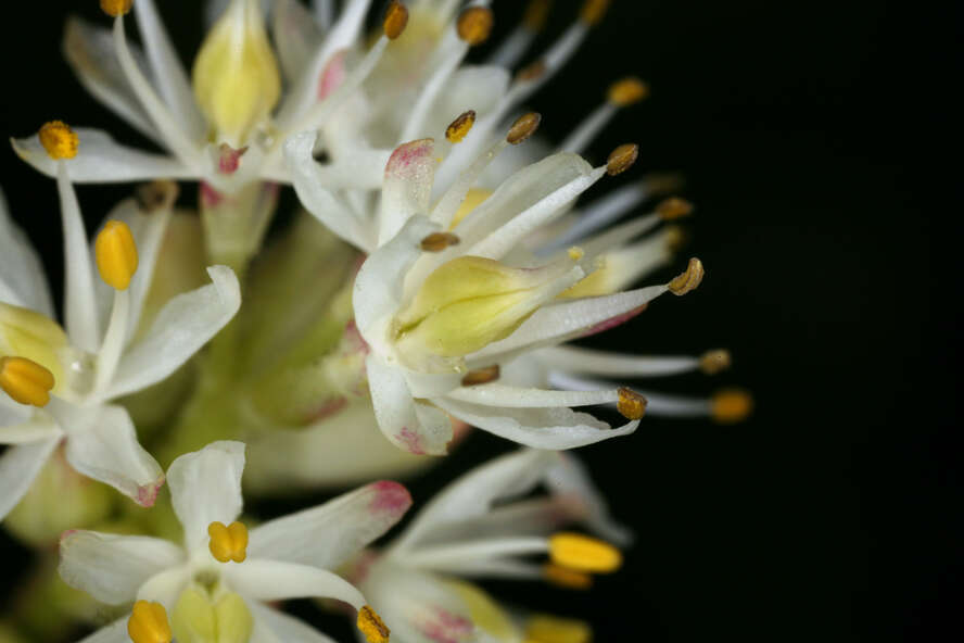 Image of western false asphodel