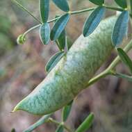 Image of barn vetch