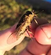 Tabanus bovinus Linnaeus 1758 resmi