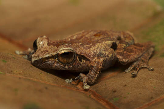 Image of Pseudophilautus folicola (Manamendra-Arachchi & Pethiyagoda 2005)