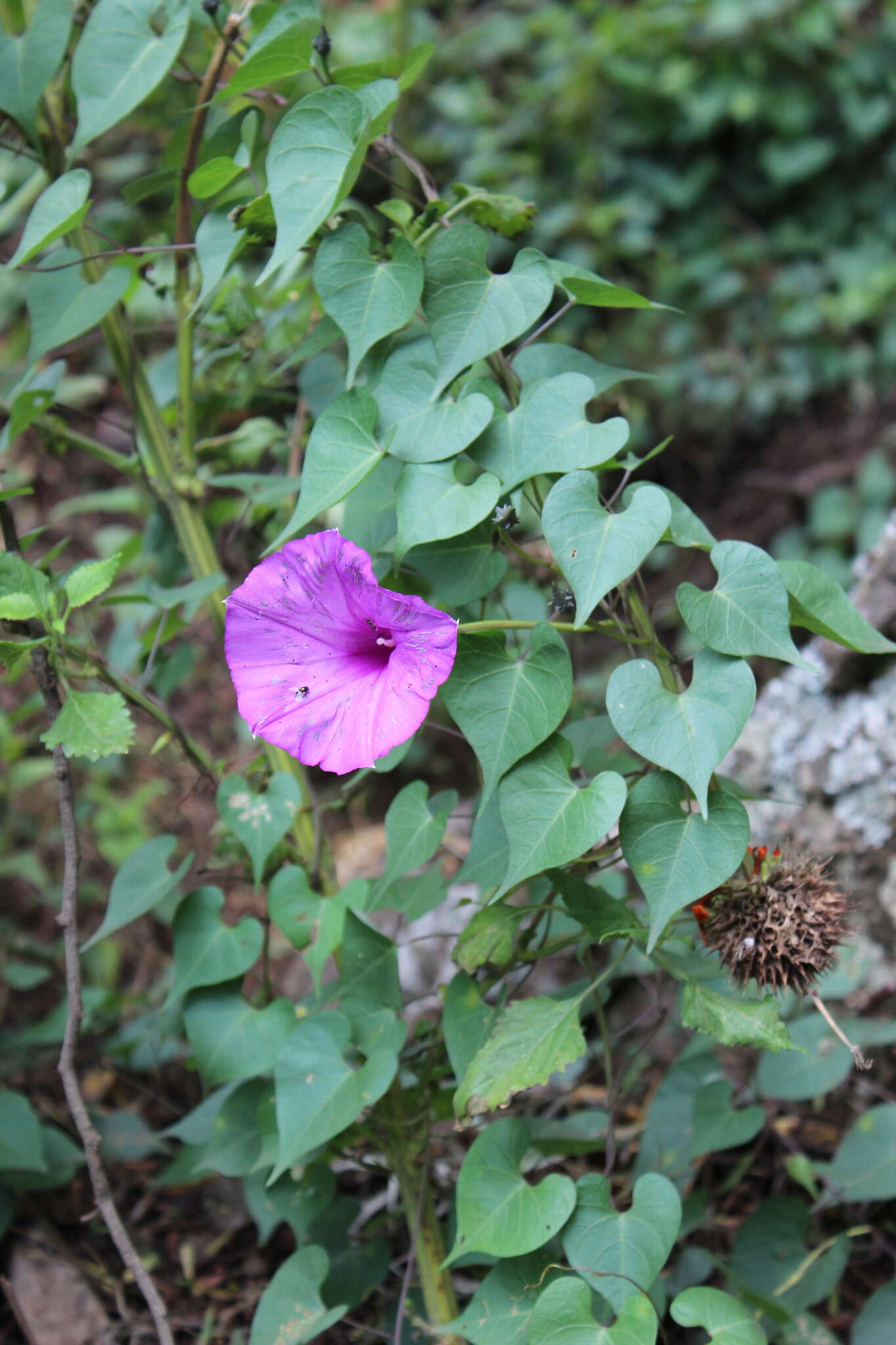 Image of Ipomoea pedicellaris Benth.