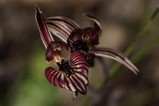 Image of Zebra orchid