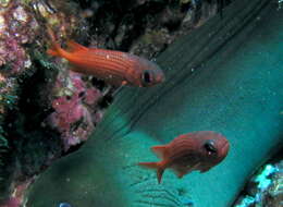 Image of Panamic soldierfish