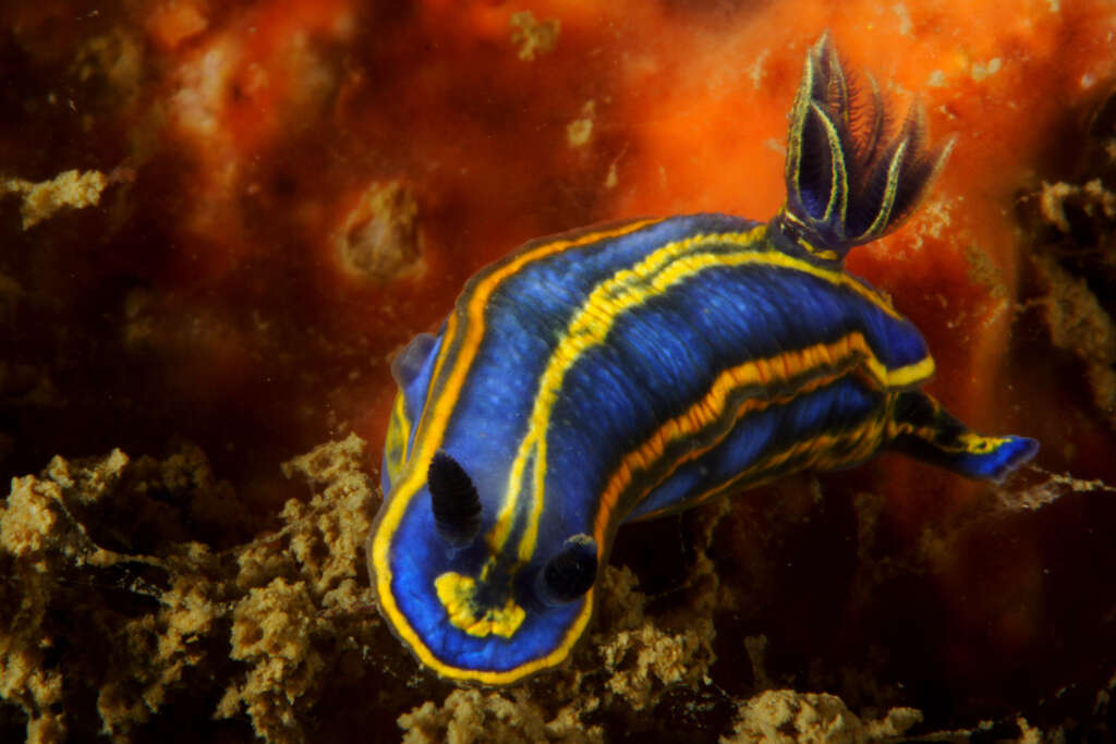 Image of double-lined sea slug