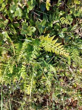 Imagem de Asplenium adiantum-nigrum subsp. adiantum-nigrum