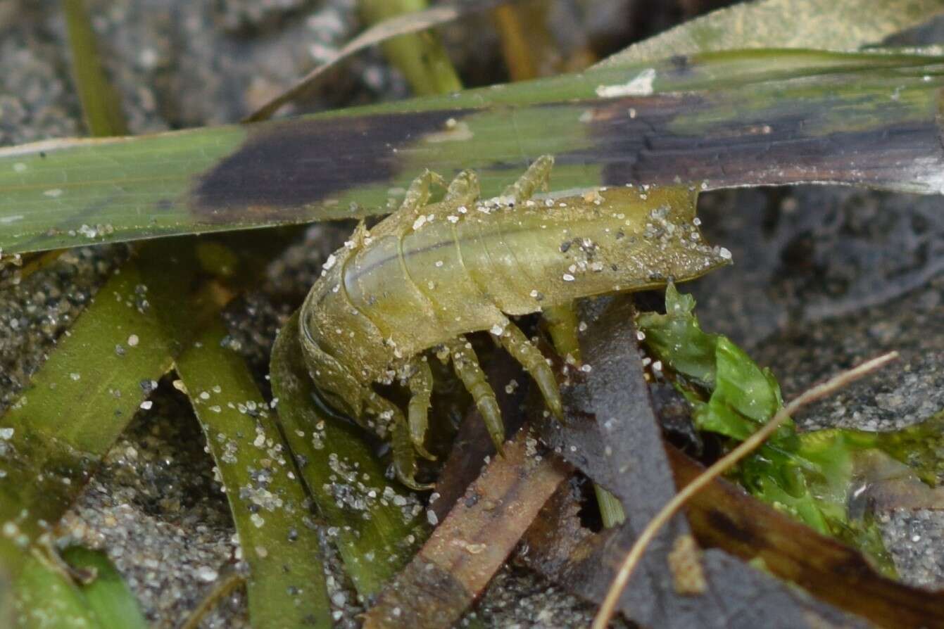 Image of Pentidotea resecata (Stimpson 1857)