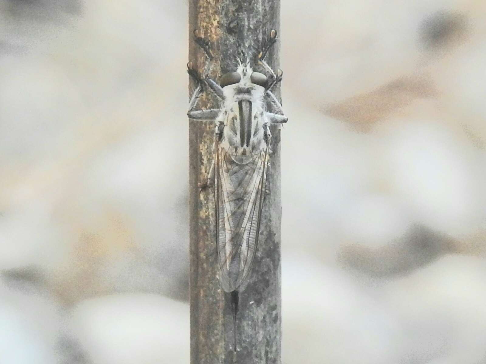 Image of Efferia tagax (Williston 1885)