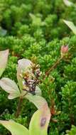 صورة Lysimachia europaea (L.) U. Manns & Anderb.