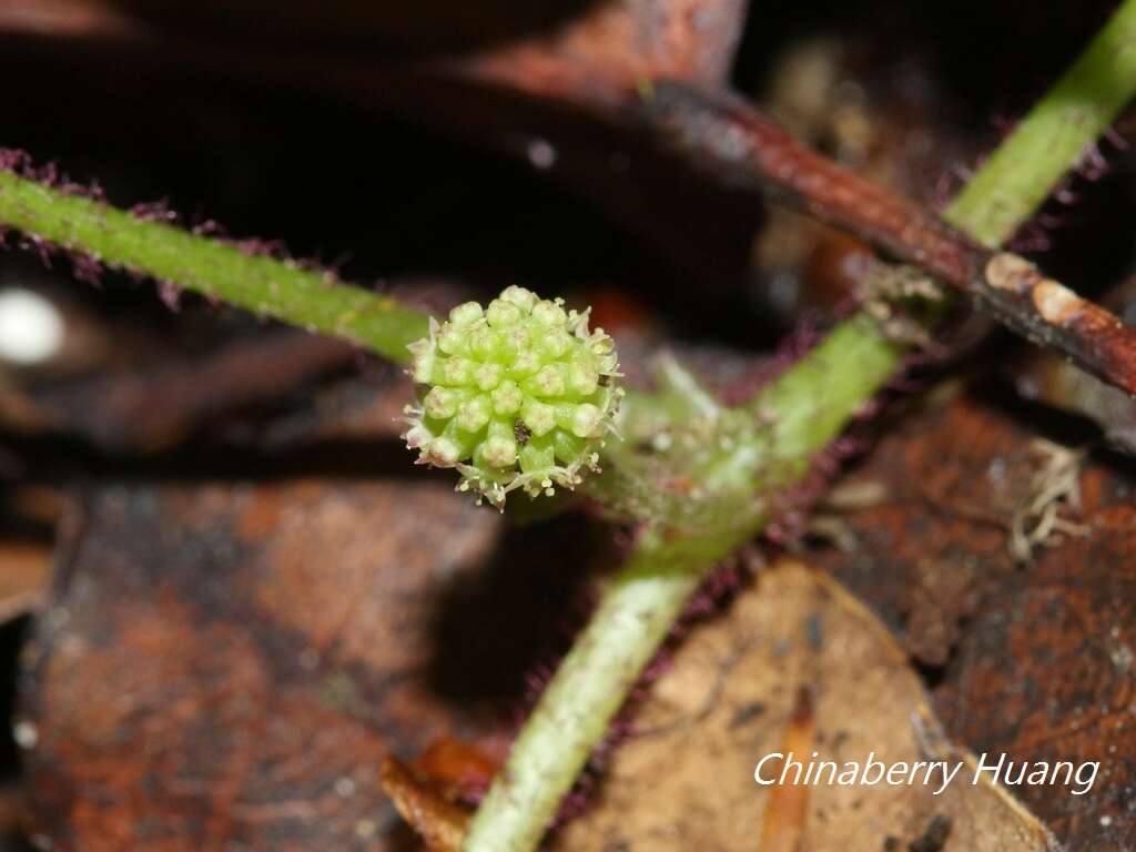 Image of Hydrocotyle setulosa Hayata