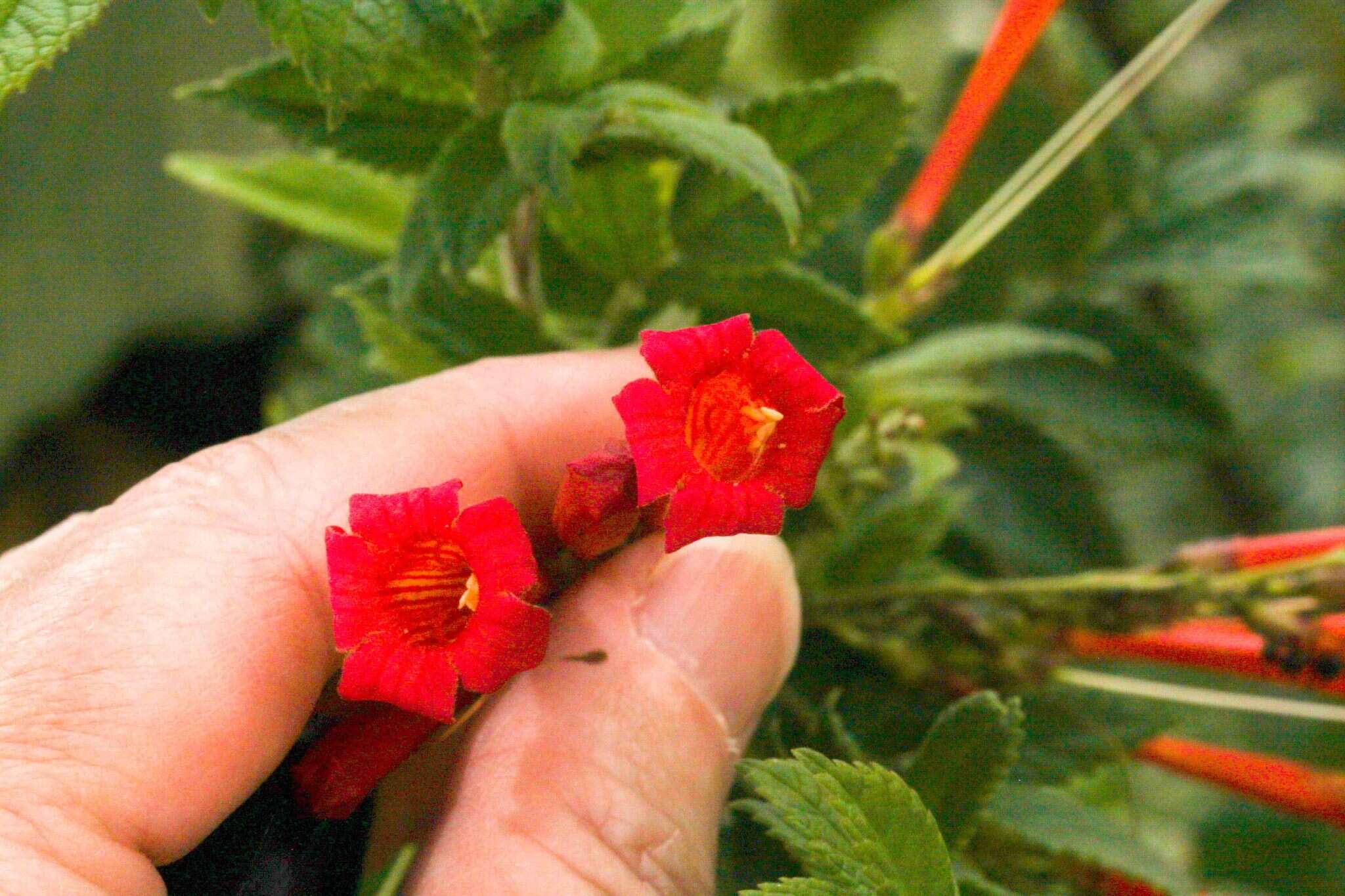 Image de Tecoma tenuiflora (A. DC.) Fabris