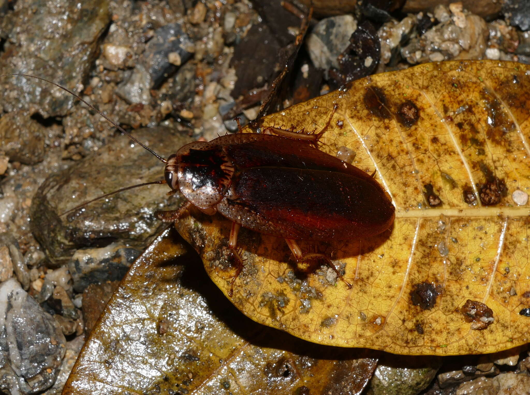 Image of Rhabdoblatta guttigera (Shiraki 1906)