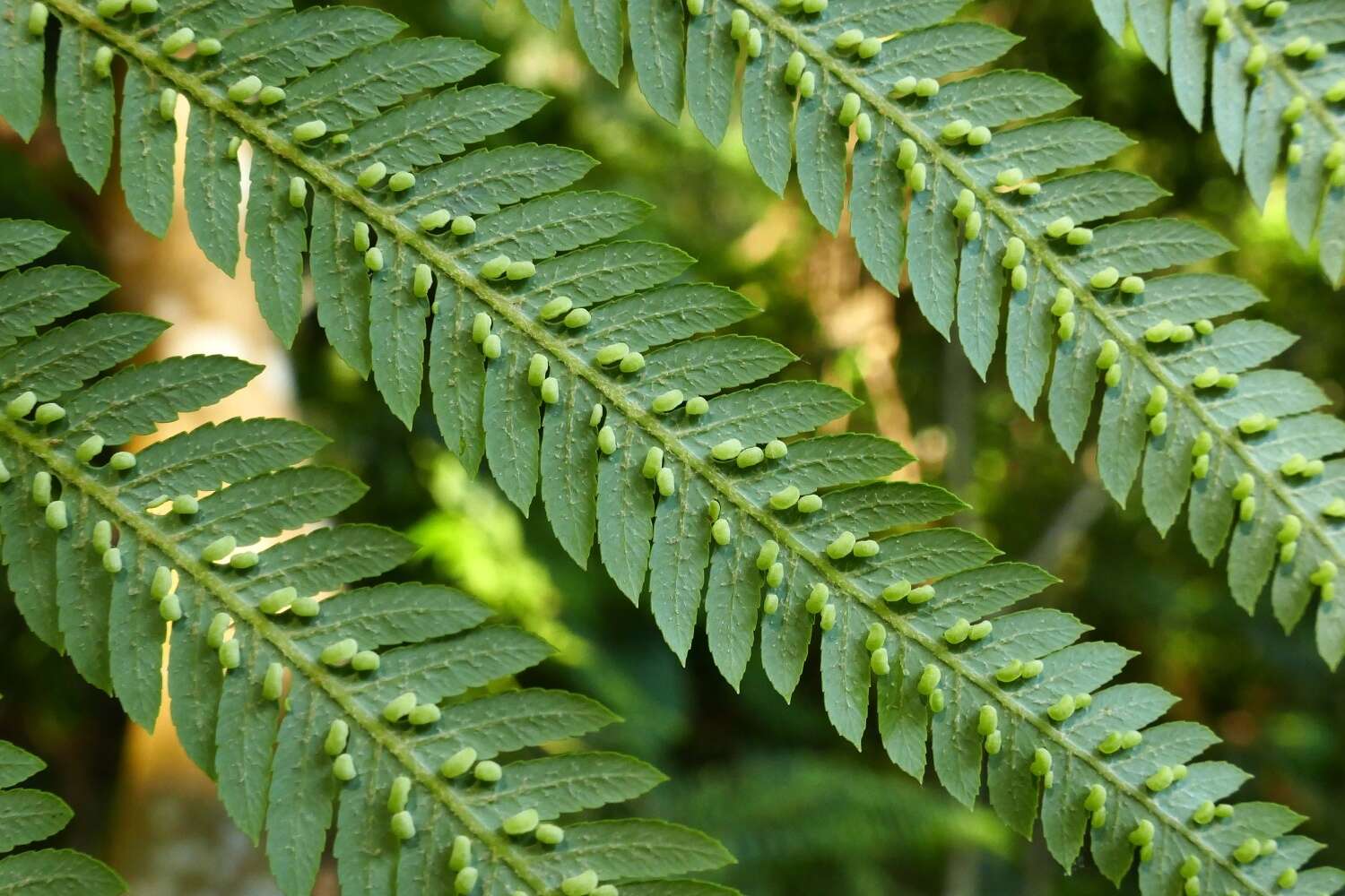 Image of Chain Fern Rhizome