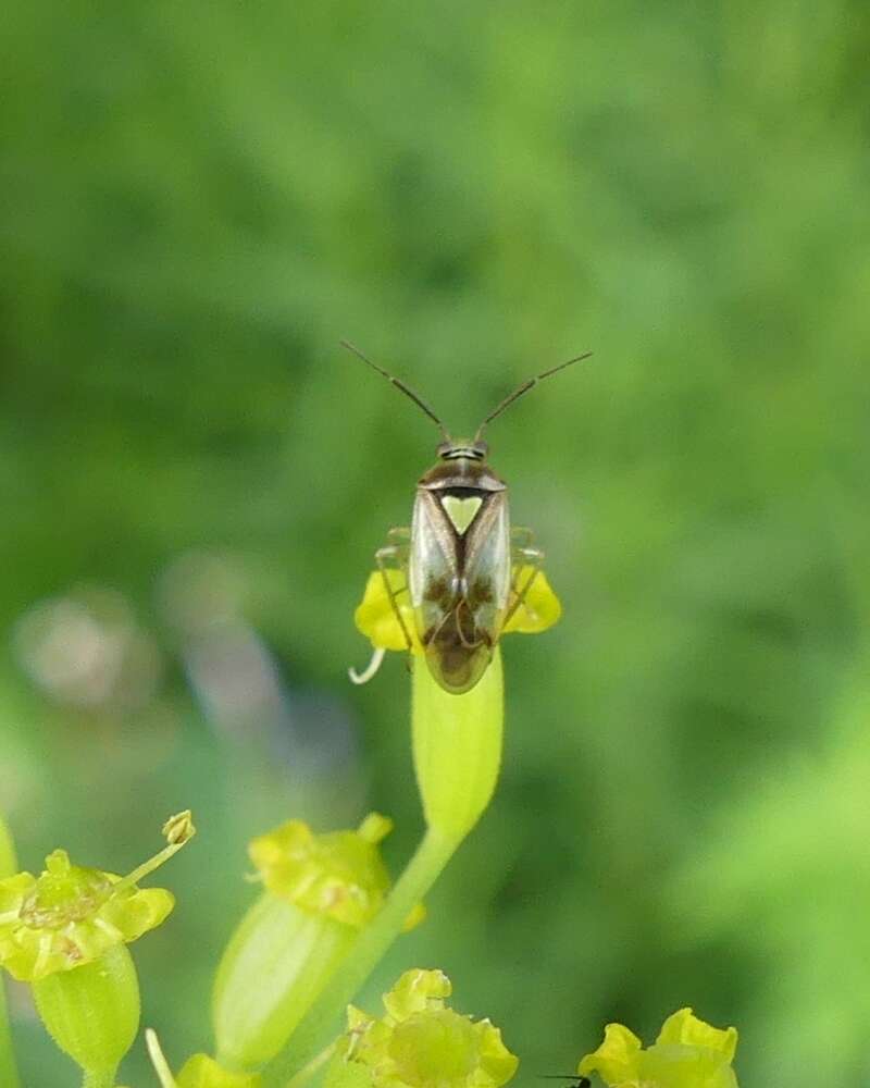 Sivun Orthops scutellatus Uhler 1877 kuva