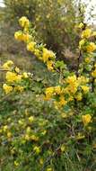 Image of Cretan Barberry