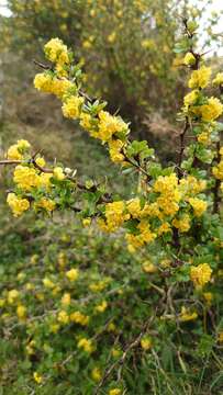 Image of Berberis cretica L.