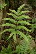 Plancia ëd Pteris biaurita subsp. fornicata Fraser-Jenk.