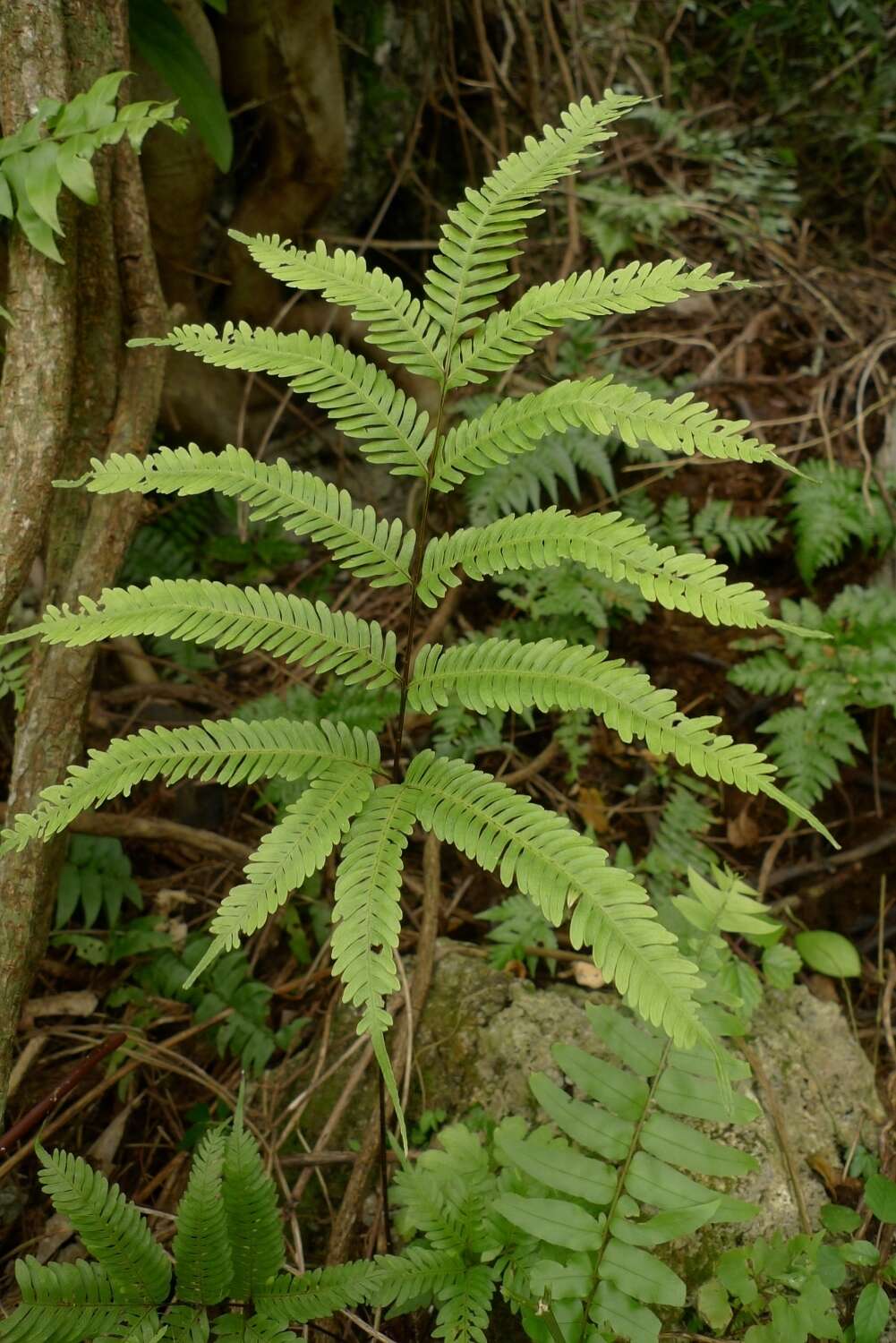 Imagem de Pteris biaurita subsp. fornicata Fraser-Jenk.