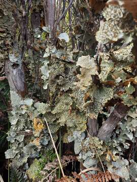 Image of Yarrumia coronata