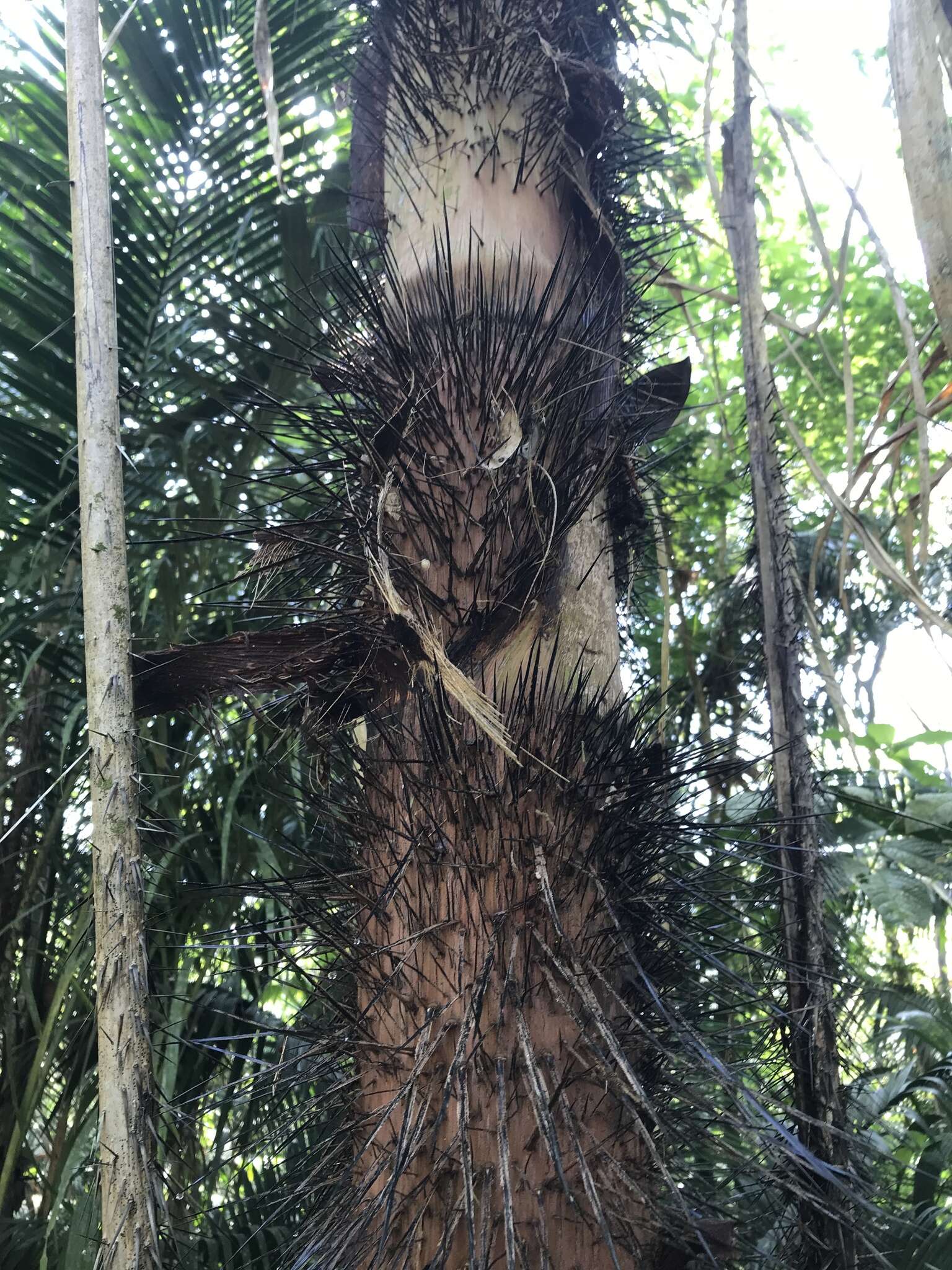 Image of Black palm