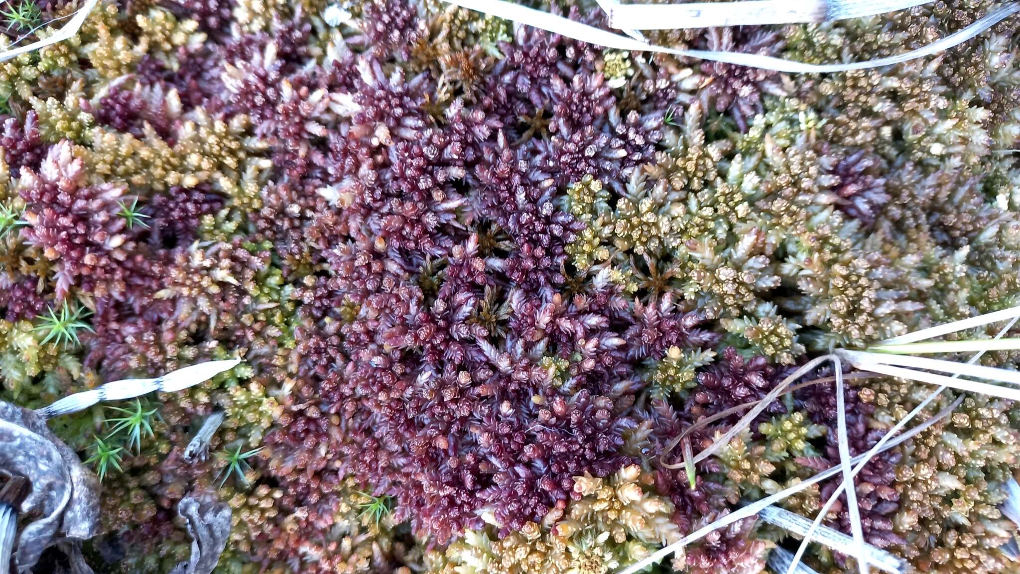 Imagem de <i>Sphagnum medium</i>