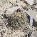 Image of Coryphantha kracikii Halda, Chalupa & Kupcák