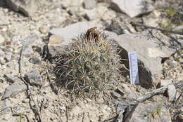 Image of Coryphantha kracikii Halda, Chalupa & Kupcák