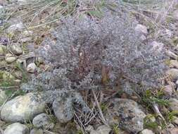 Image of Thymus vulgaris subsp. vulgaris