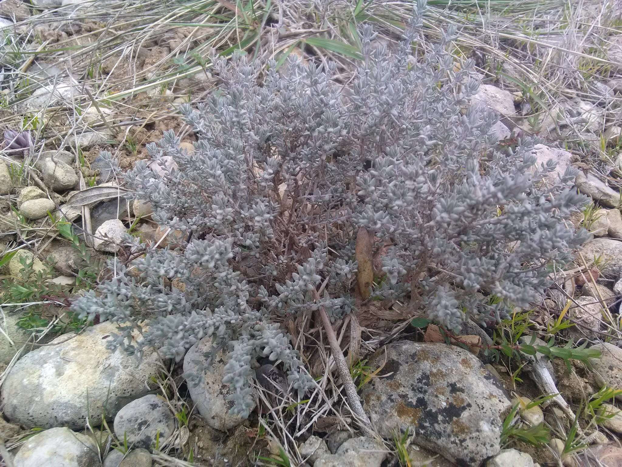 Image de Thymus vulgaris subsp. vulgaris