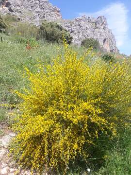 Слика од Genista cinerea (Vill.) DC.